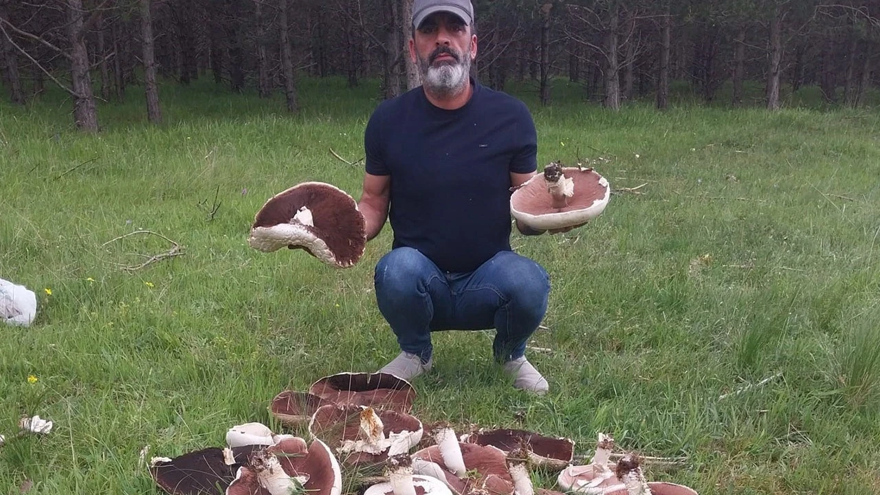 Ardahan'da yağmur sonrası 10'larcası topraktan fışkırmaya başladı! Hepsi bir servet