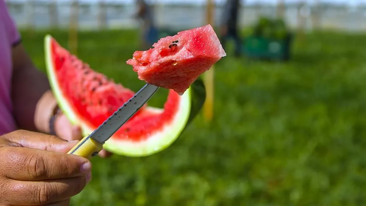 Karpuz seçerken herkesin yaptığı hata ortaya çıktı! Bal gibi tatlı karpuzu anlamanın en kolay yolu buymuş