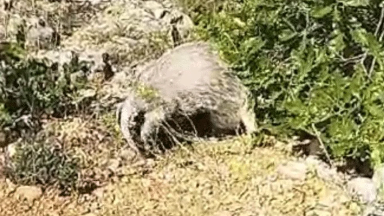 En kokusuz hayvanla karşılaştı bakın ne yaşandı! Saniye saniye kamerada!