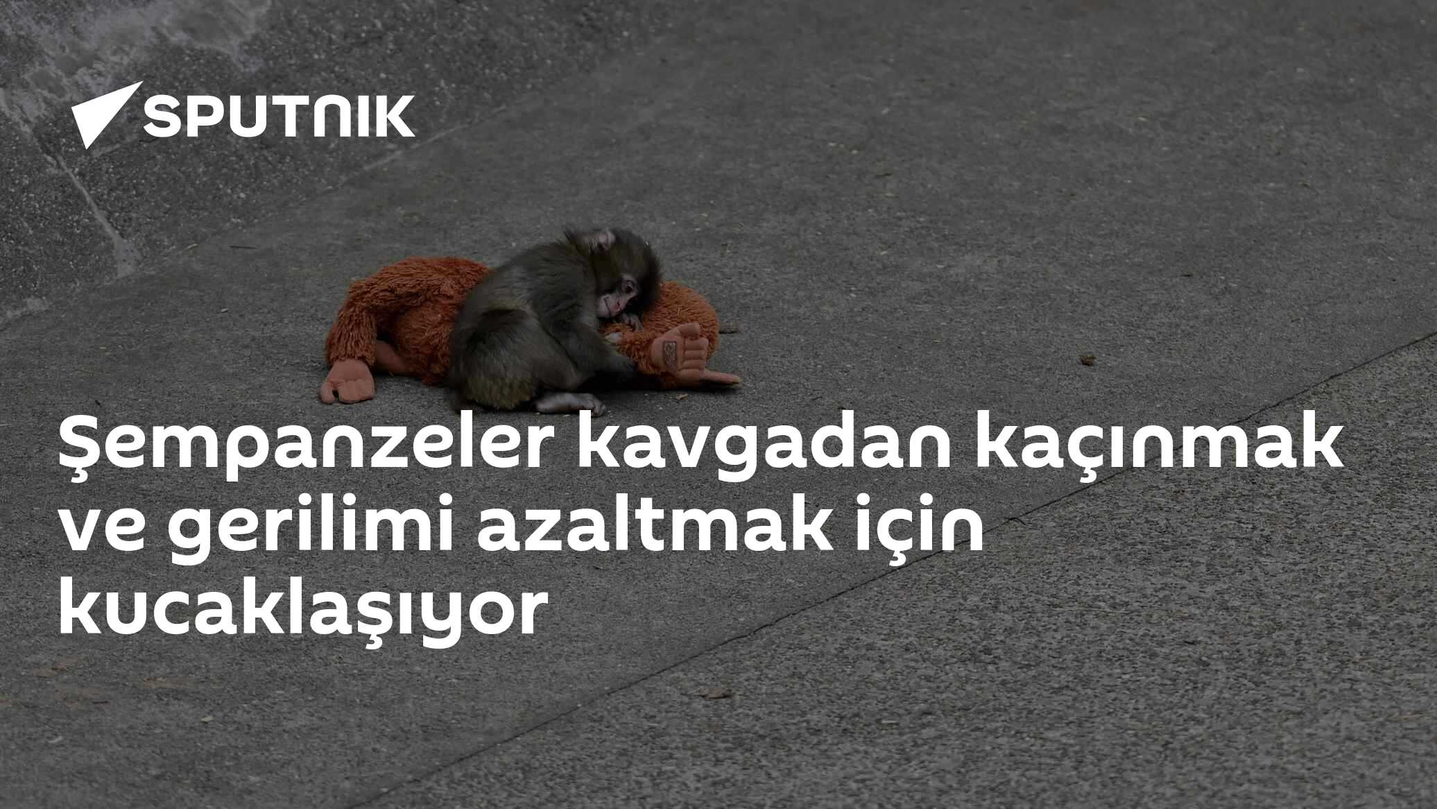 Şempanzeler kavgadan kaçınmak ve gerilimi azaltmak için kucaklaşıyor