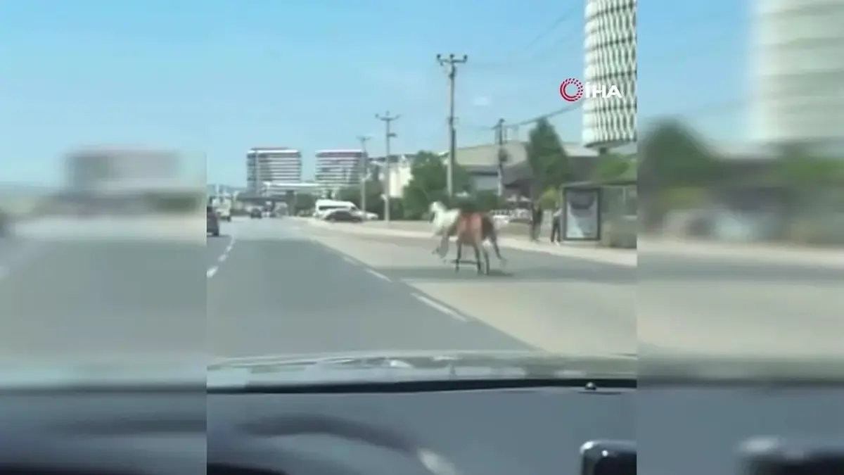 DÖRTNALA KOŞTULAR: Başıboş atlar Bursa trafiğinde!