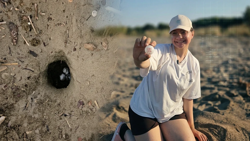 Caretta caretta için nöbet zamanı başladı: Şu ana kadar 790 yuva tespit edildi