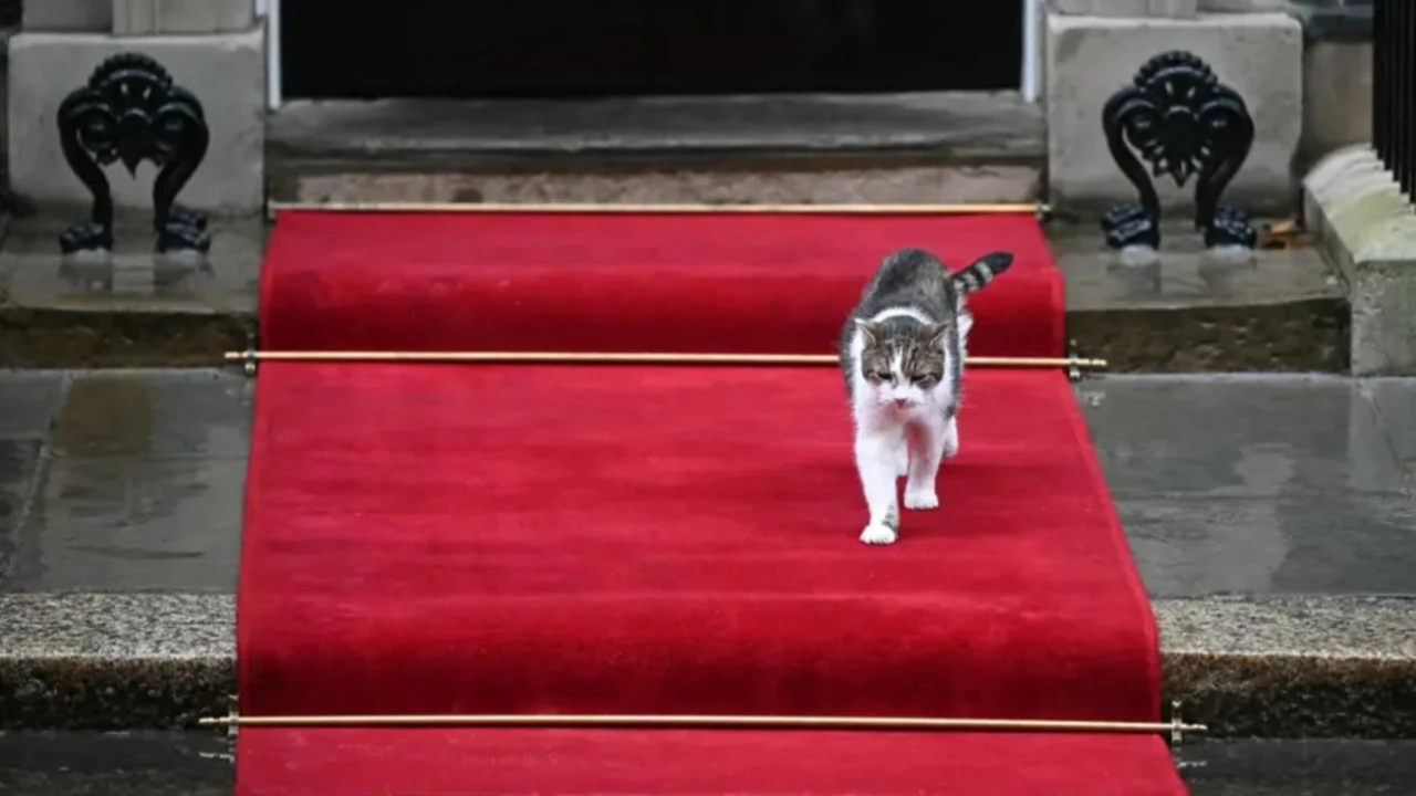 İngiltere’nin Baş fare avcısı Larry. görevde 6 başbakan eskitti