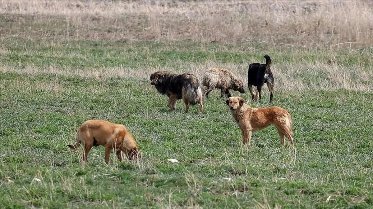 İçişleri'nden Halfeti'deki köpek saldırısına inceleme: Müfettiş görevlendirildi