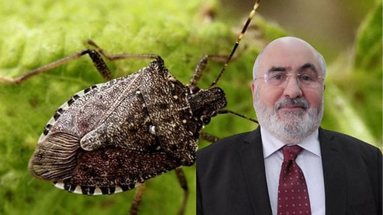 Fındığı korumak isterken günaha girmeyin