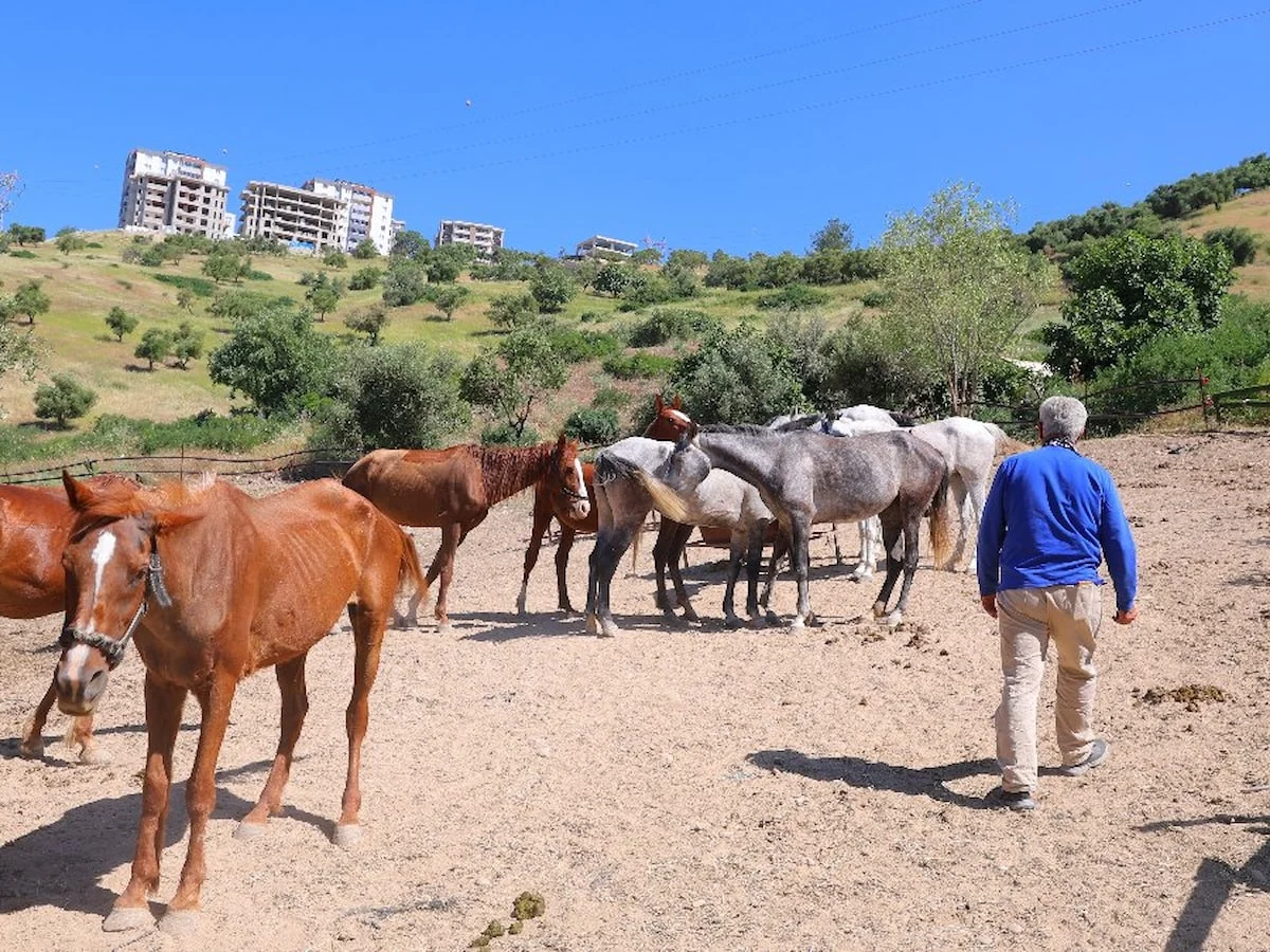 Kahramanmaraş'ta kaçan atları trafik polisleri sahibine teslim etti