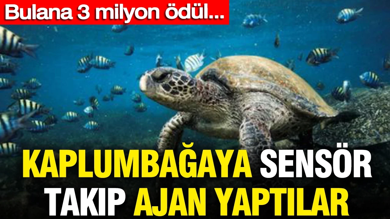Kaplumbağaya sensör yerleştirip ajan yaptılar: Bulana 3 milyon ödül verilecek