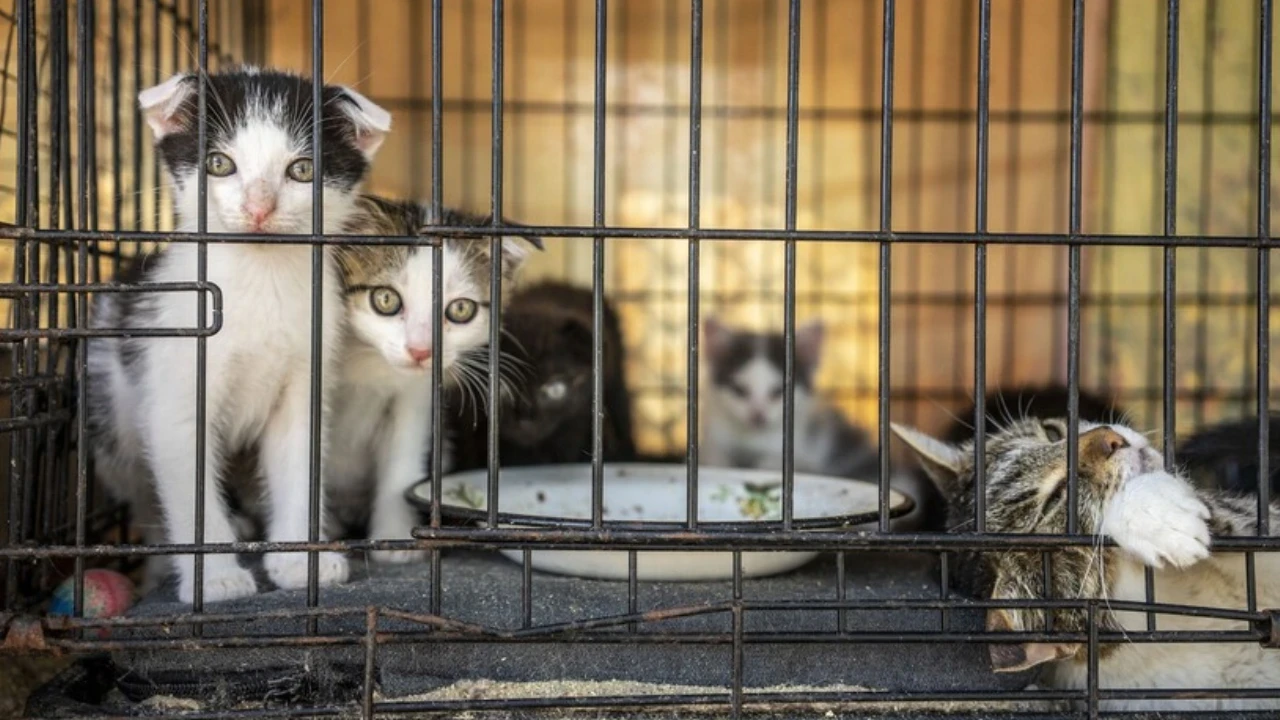Vietnam’da korkunç kedi ticareti çökertildi: 400'den fazla can kesilmekten son anda kurtarıldı