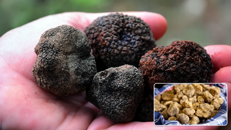 Kilosu 3 bin TL'den satılıyor bir kez hasat ediliyor: Makarna, hamburger ve et yemeklerinin vazgeçilmezi oldu