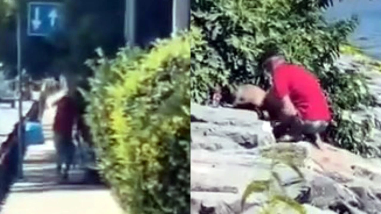 Avcılar Sahili’nde köpeğe şiddet kameralara yansıdı: Şüpheli gözaltına alındı