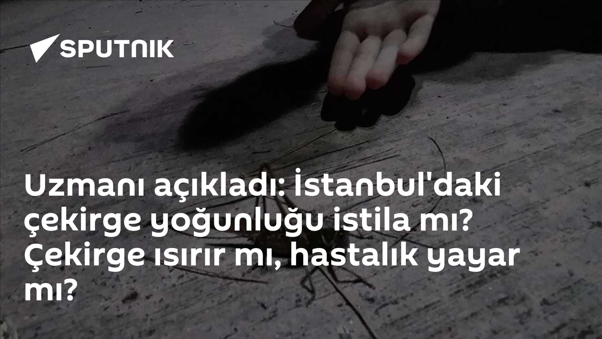 Uzmanı açıkladı: İstanbul'daki çekirge yoğunluğu istila mı? Çekirge ısırır mı, hastalık yayar mı?