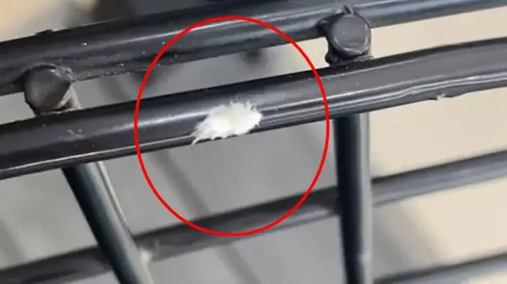 ‘Dikenli dantel böceği’ kamerada! Bursa'da görüntülendi