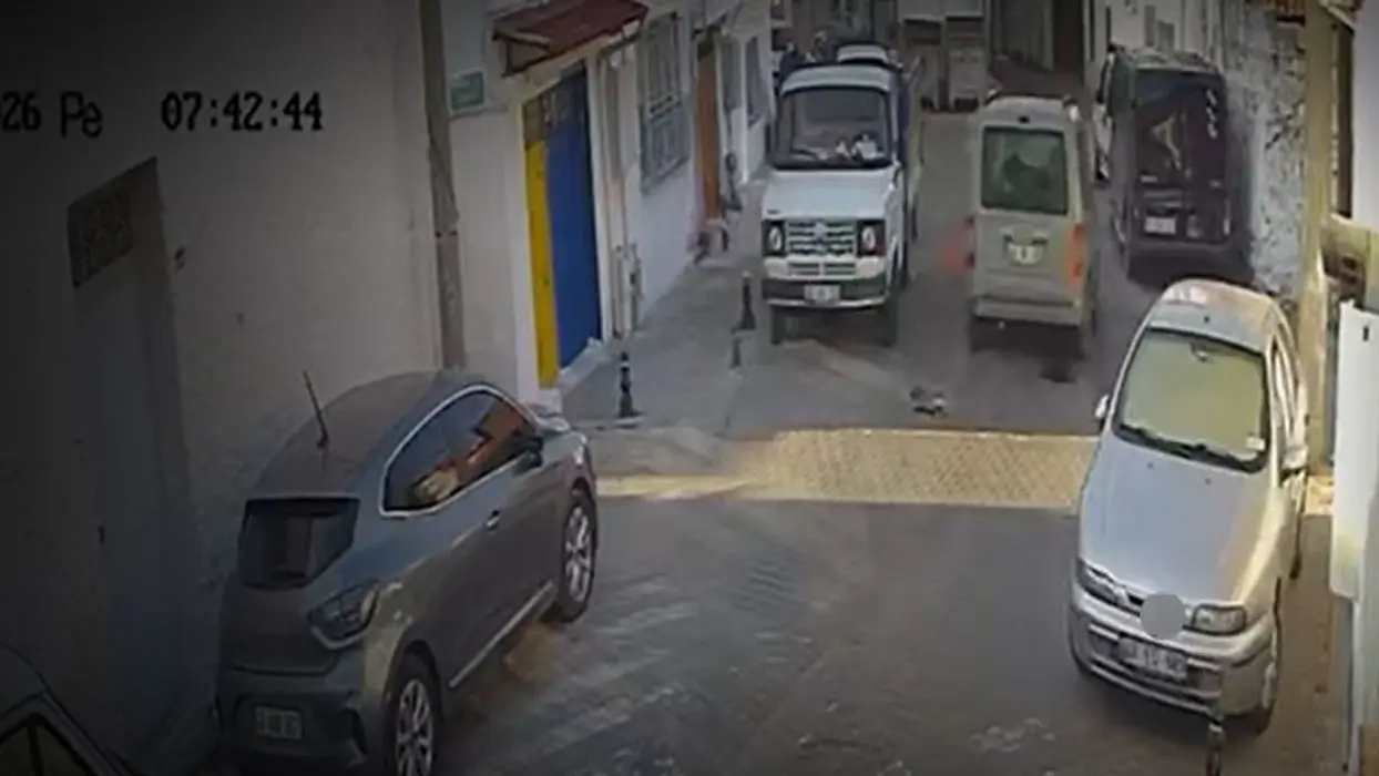 Muğla'da vicdansızlık: İki kediyi ezip arkasına bakmadan yoluna devam etti