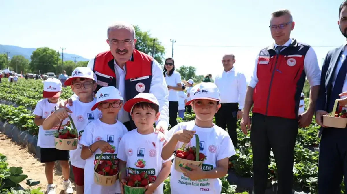 Meşhur Yenice çileğinin hasadı gerçekleştirildi