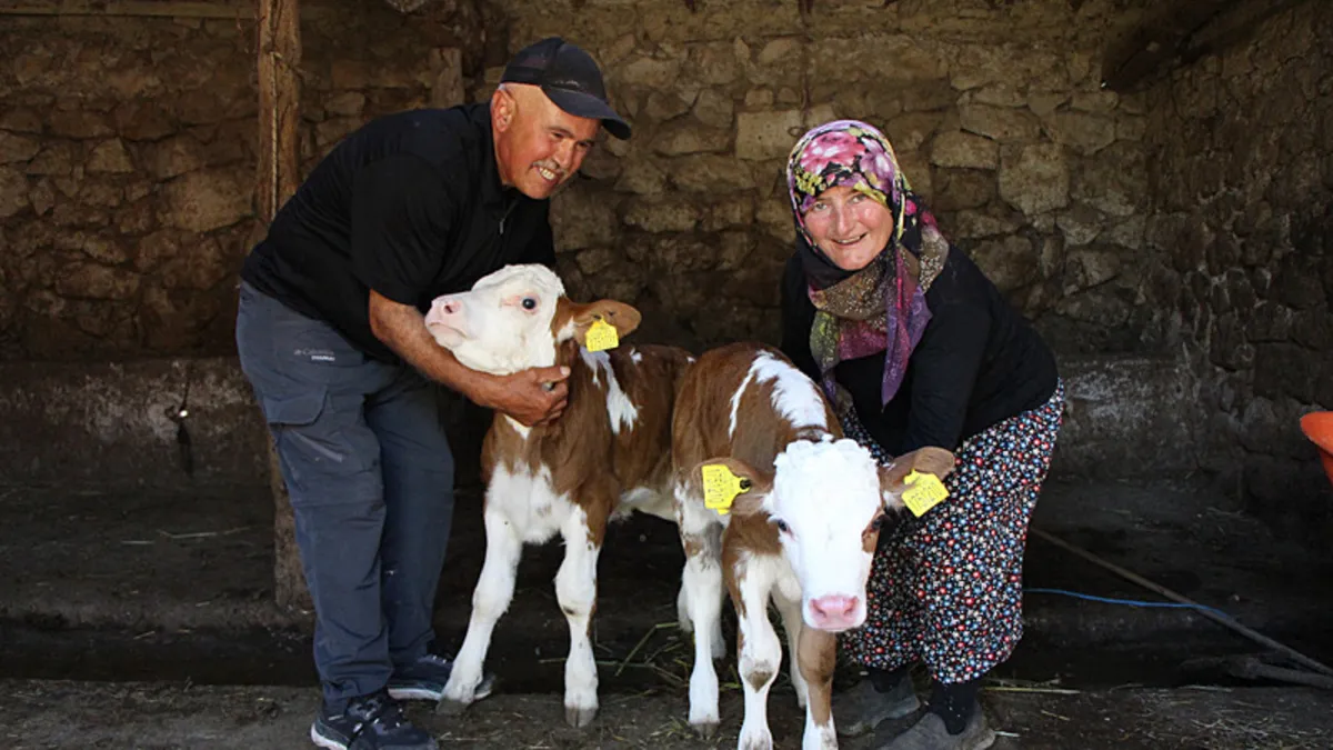 Hayranlıkları buzağılarında can buldu: İşte ’Yıldız’ ve ’Tilbe’