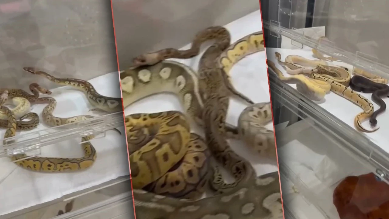 Kafesleri Açan Ekipler Gözlerine İnanamadı: Odalardan Piton ve Kral Yılanları Fışkırdı!