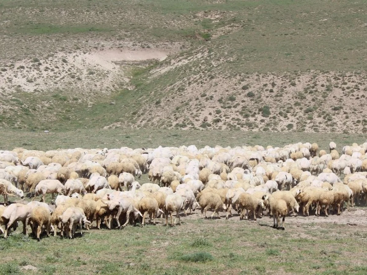 Aksaray’da 'ithal çoban' dönemi başladı: Yabancı iş gücüyle hayvancılıkta yeni model