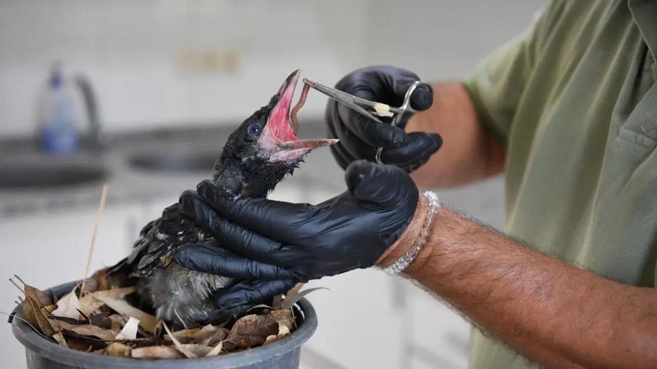Konyaaltı Belediyesi'nden yürek ısıtan hareket: Yaralı yavru karga 'Zeytin' koruma altında