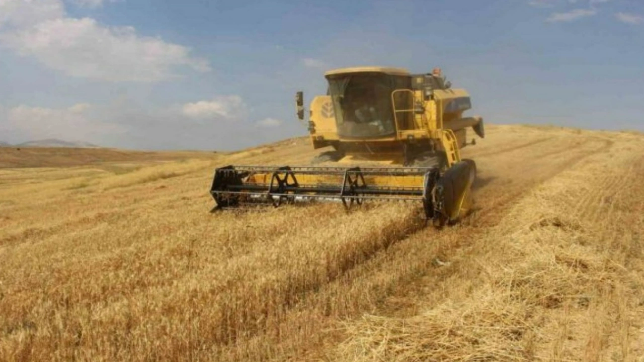 Buğdayda alarm veren yükseliş! Gözler ekmek fiyatlarında