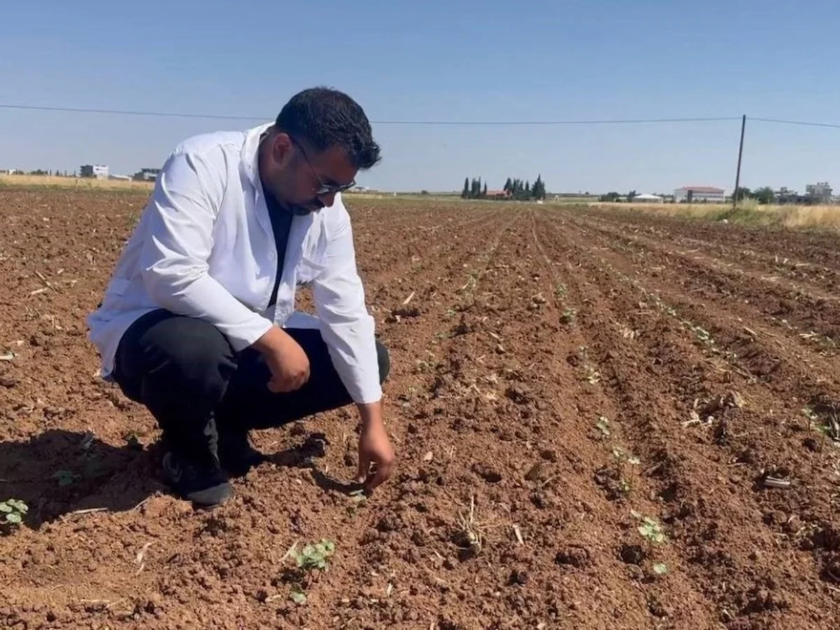 Şanlıurfa'da hububat hasadı sonrası pamuk tarlalarında zararlı tehlikesi