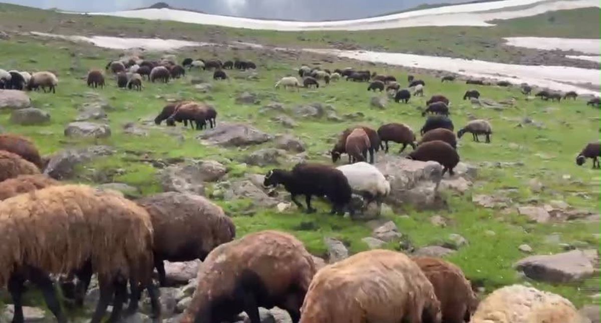 Ağrı'da yaz ortasında iki mevsim bir arada