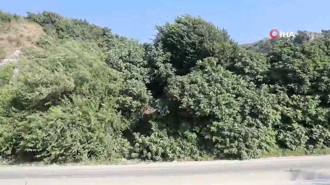 Hatay'da dehşet! Koku ihbarına giden ekipler incir ağacına asılı halde buldu!