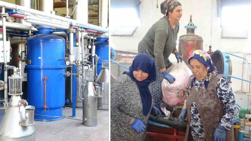 Isparta’nın hazinesi: 4 ton gülden elde edilen yağın kilosu 12 bin avroya alıcı buluyor