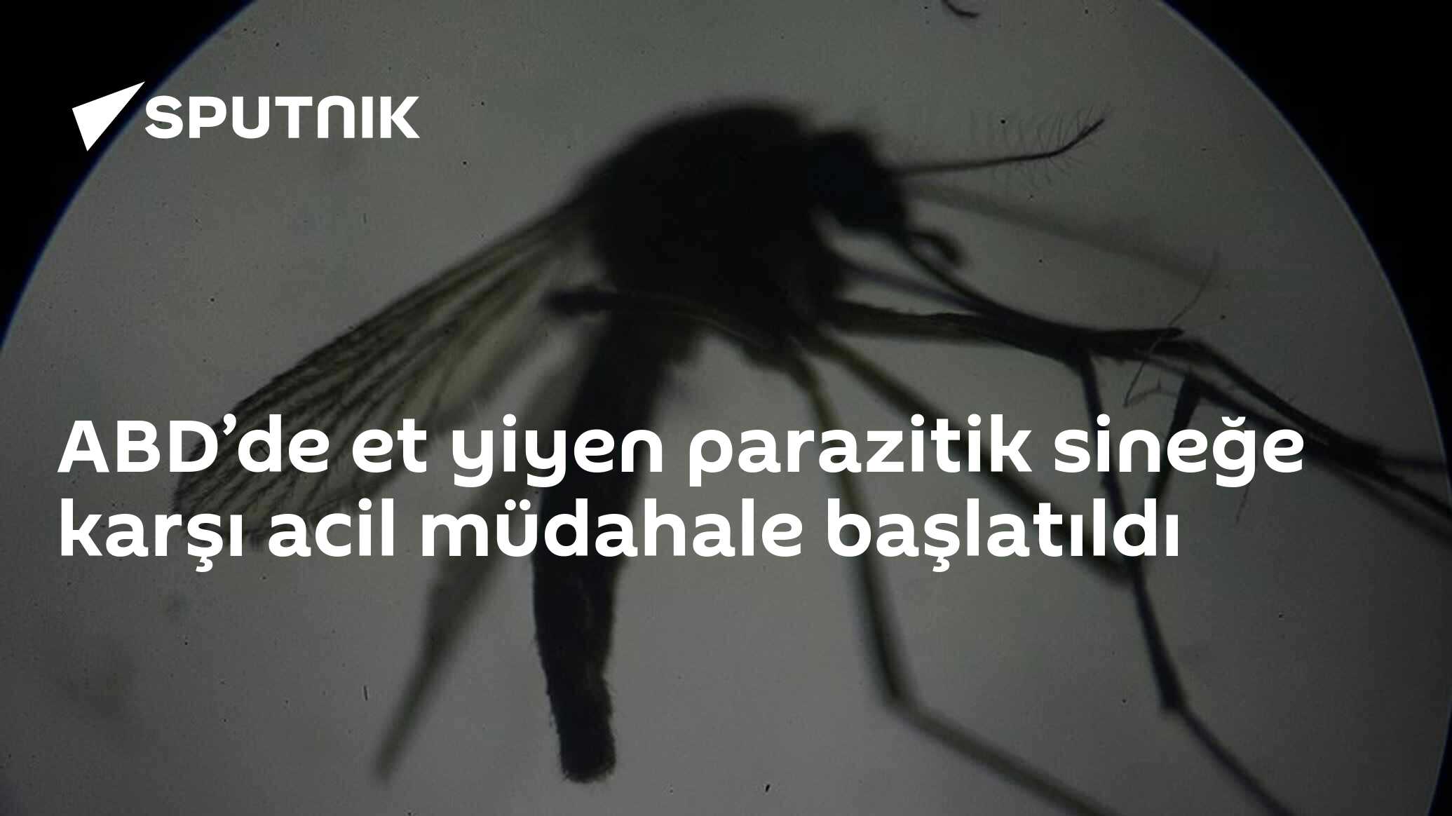 ABD’de et yiyen parazitik sineğe karşı acil müdahale başlatıldı