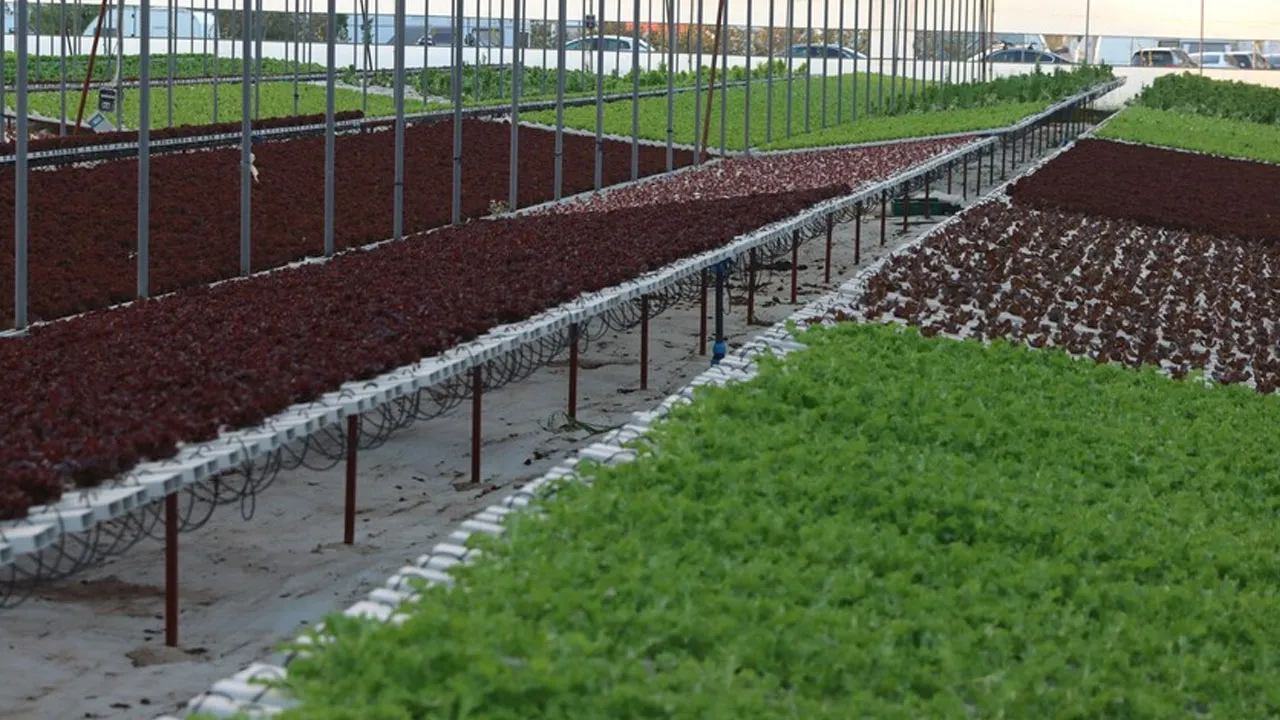 Yeni üretim modeli göze girdi! Megakent topraksız tarımı sevdi