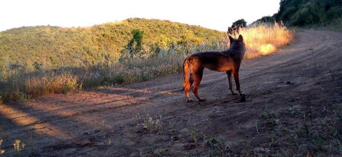 Ganos Dağı'nda Yaban Hayatı Fotokapanlarla Kayıt Altına Alındı
