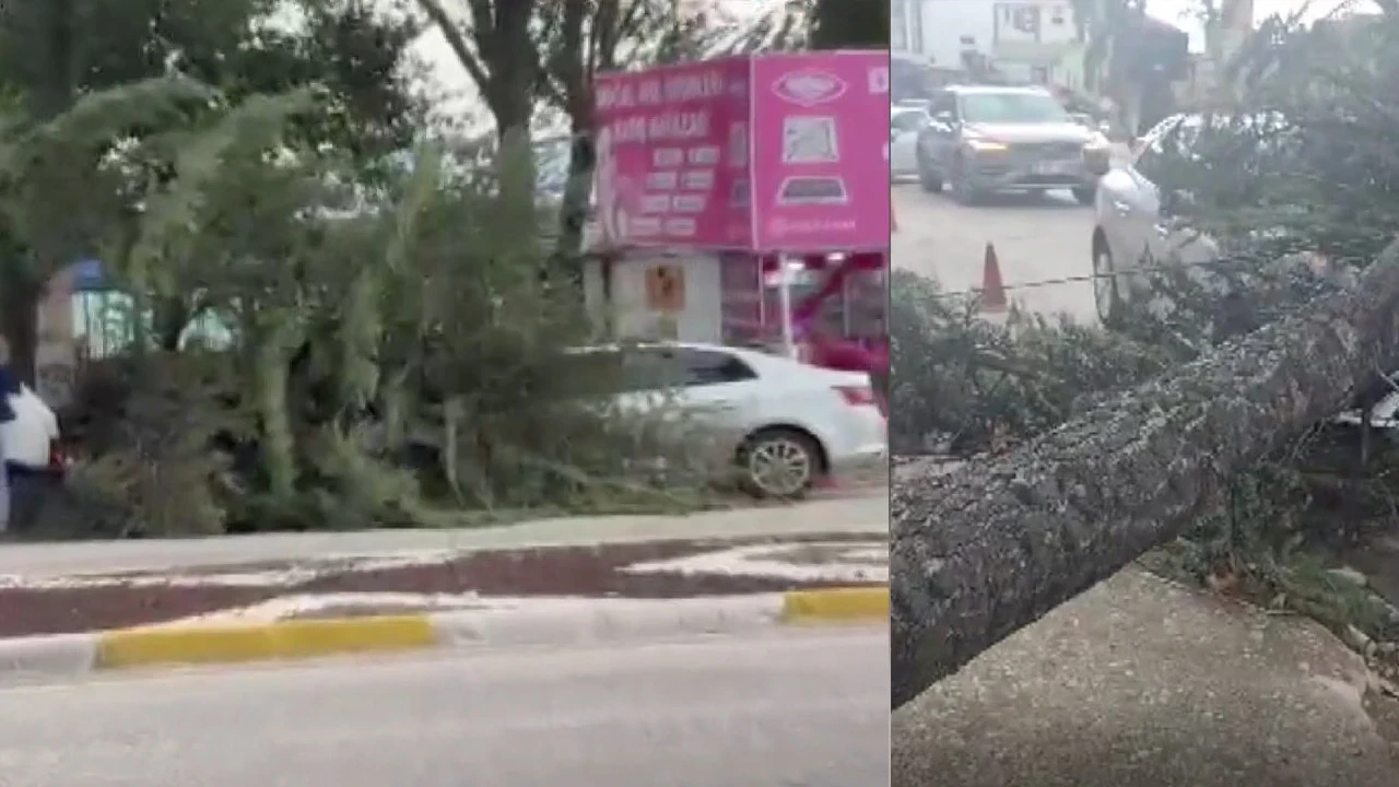 Fırtına dev ağacı kökünden söktü: Isparta'da fırtına alarmı