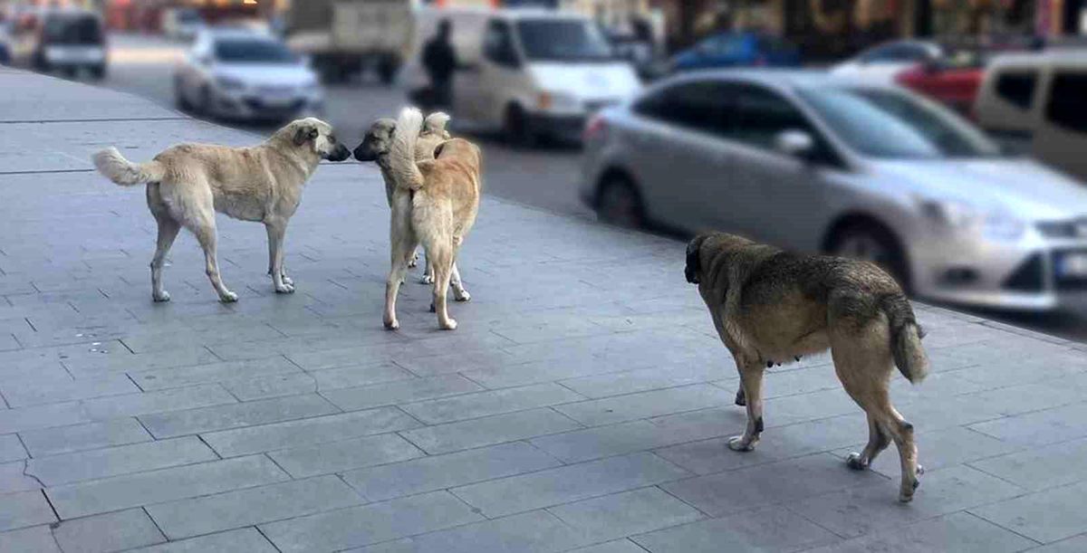 Sahipsiz köpeklerin tamamı yıl sonuna kadar barınaklara alınacak