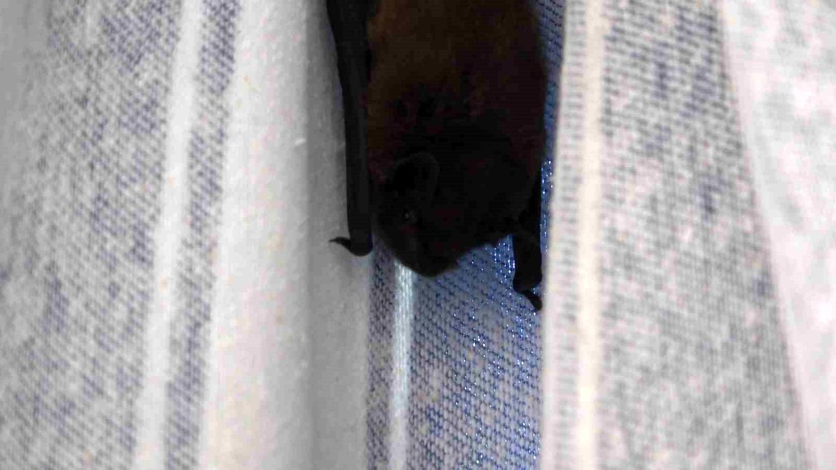 Yarasa balkon perdesini yuvaya dönüştürdü, ev sahibi 'Batman' adını verdi