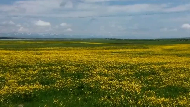 Yağışlar sonrası Kars'ta doğa şöleni: Vadiler rengarenk çiçeklerle kaplandı