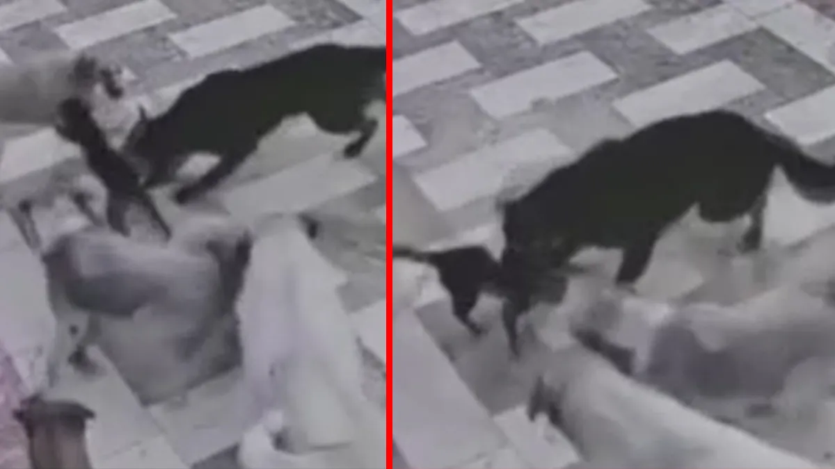 Hatay’da korkunç anlar! Başıboş 6 köpeğin saldırısına uğradı: Tek başına böyle mücadele etti!