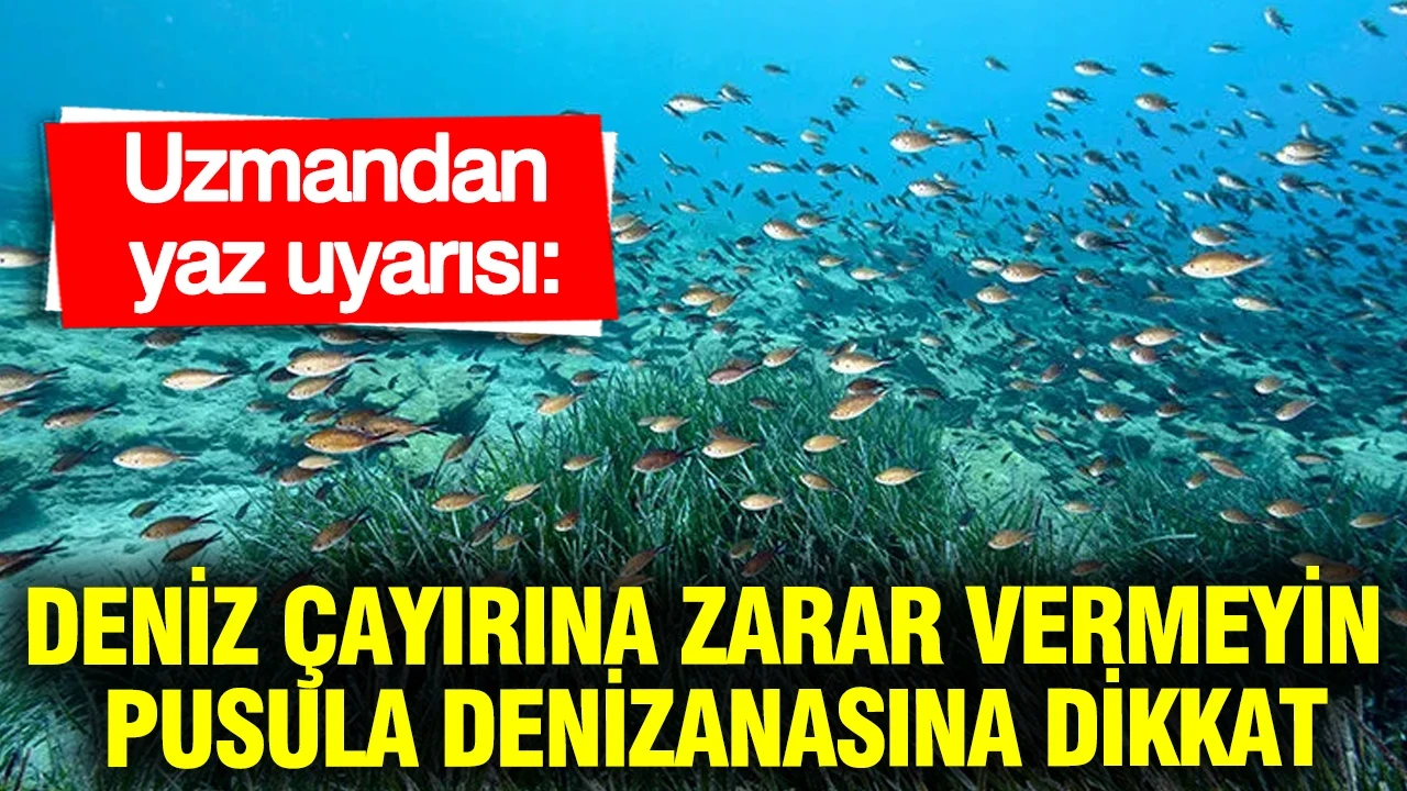 Uzmandan yaz uyarısı: Deniz çayırına zarar vermeyin, pusula denizanasına dikkat