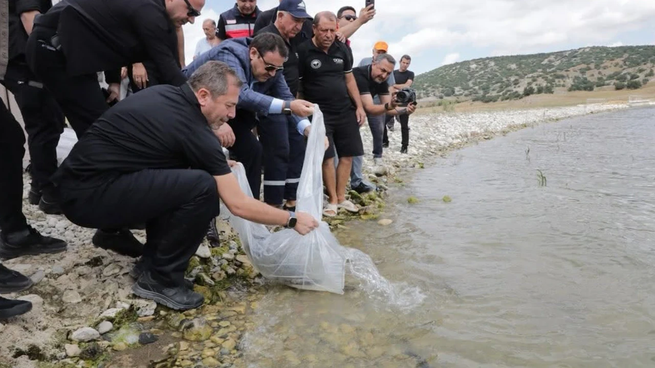 Porsuk Barajı Göleti'nde ekosisteme can suyu: 107 bin 500 yavru balık sularla buluştu