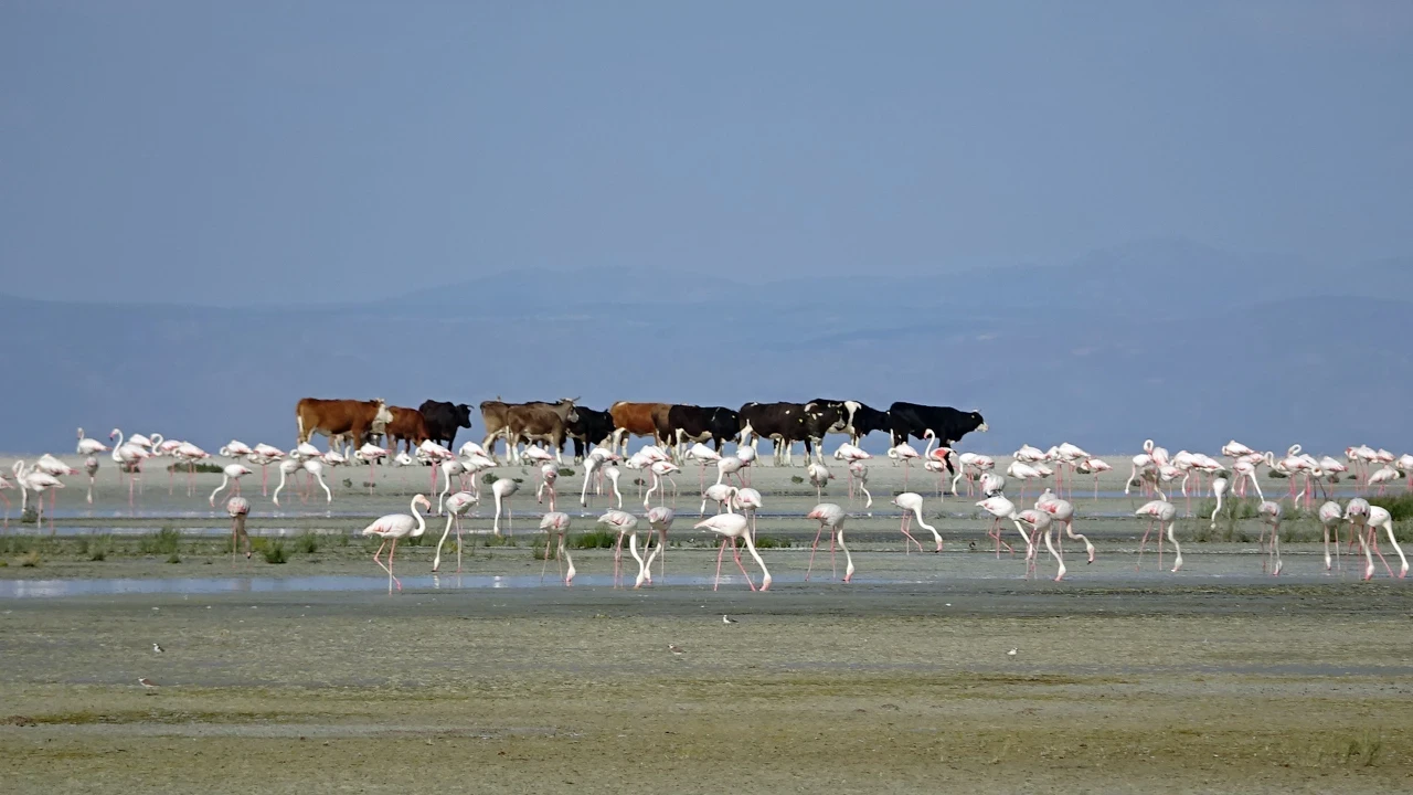 Tuz Gölü'nde 5 bin yavru flamingo kuluçkadan çıktı