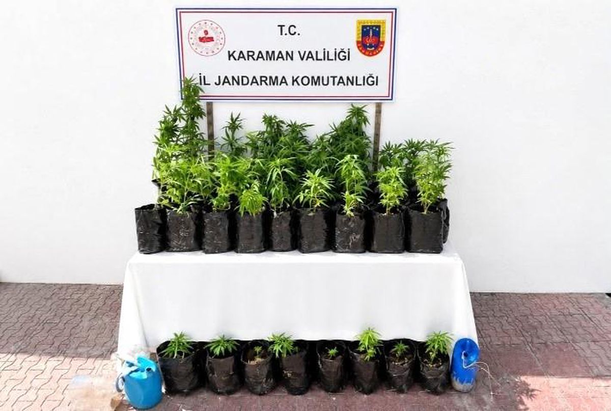 Karaman'da 2 bin 802 kök kenevir ele geçirildi