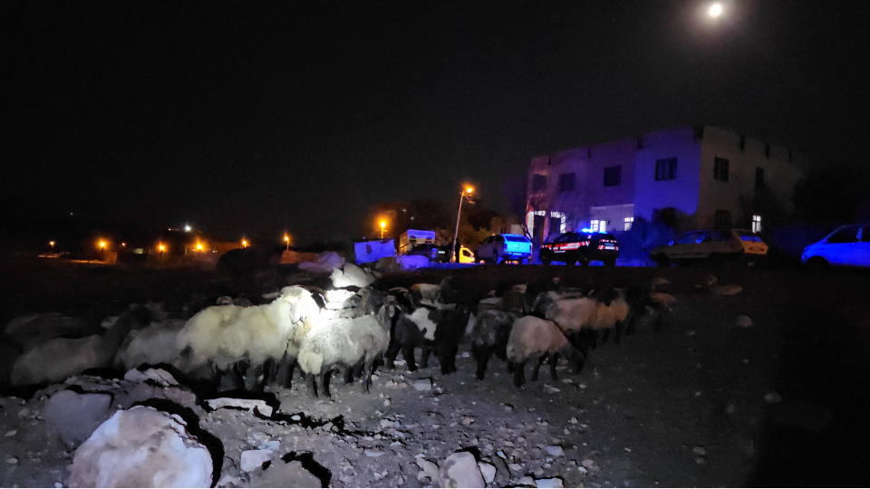 Siirt'te zehirlendiği iddia edilen 32 küçükbaş hayvan telef oldu