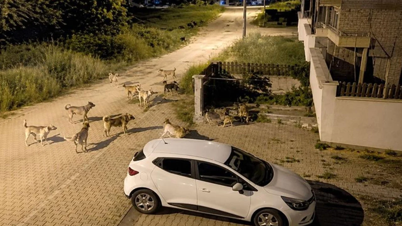 Bolu’da sürü halinde gezen köpekler tedirgin ettirdi
