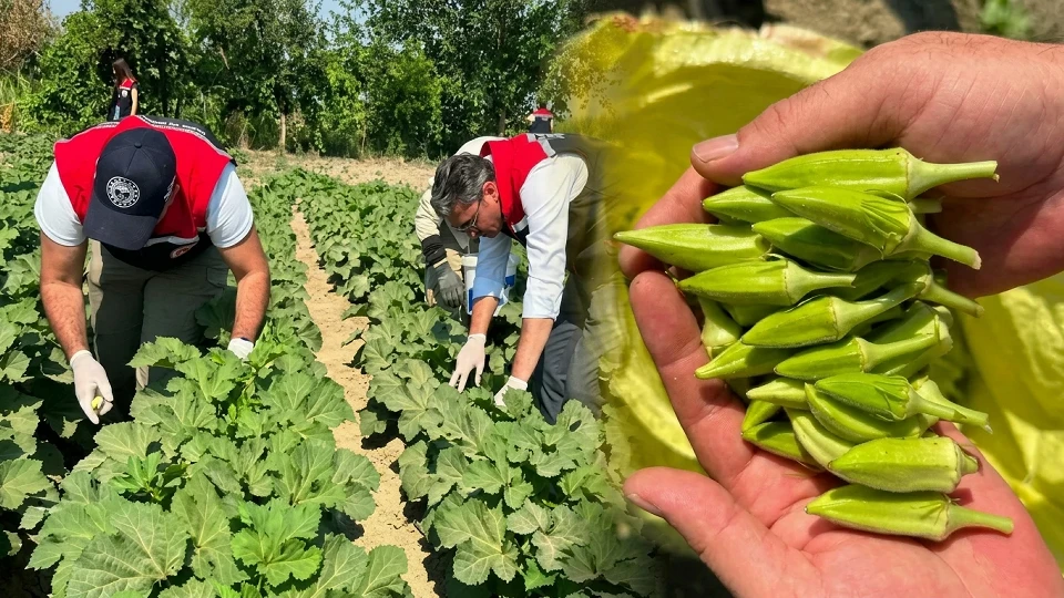 Bir ailenin ortak emeğiyle üretiliyor! Aydın'da hasat alanından gelen o rakamlar dikkat çekti