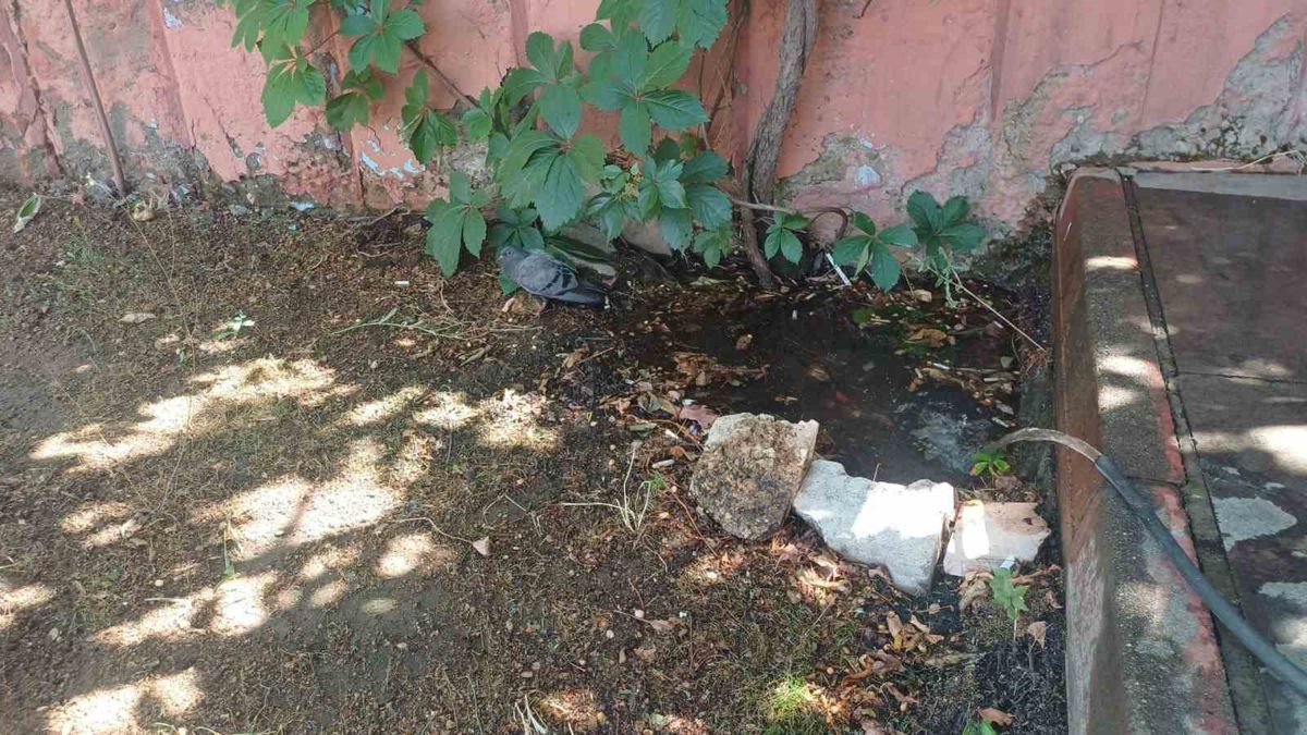 Bingöl'de Sıcaktan Bunalan Güvercin Su Birikintisinde Serinledi