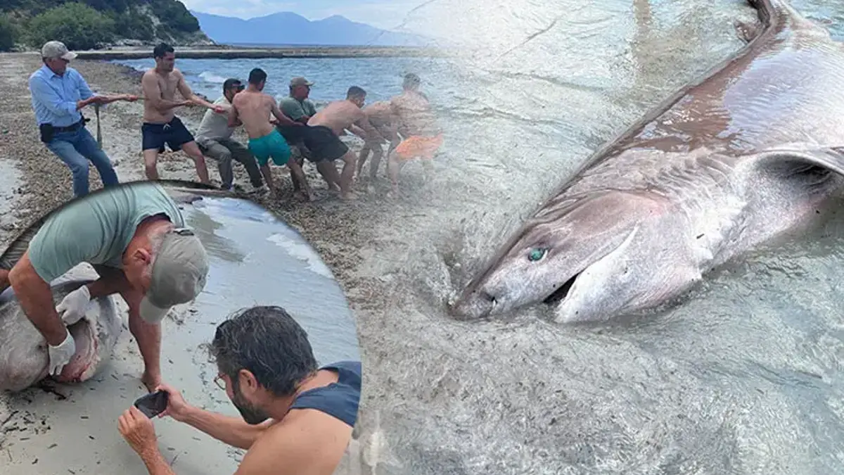 Sahilde nadir karşılaşma! Boyu tam 3 metre: DNA analizi yapılacak