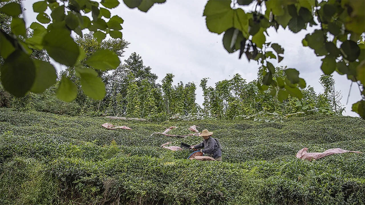 Çay üreticilerine 2,6 milyar liralık destek ödemesi yapıldı