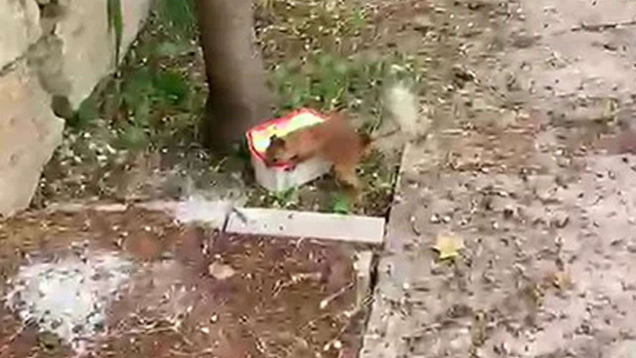 Kabı boş görünce tepki gösterdi! Yaramaz sincabın ceviz isyanı kameraya yansıdı