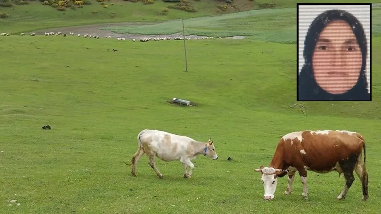 Ordu'da hayvan otlatırken inek tepti! Yaralı kadın hastanede hayatını kaybetti