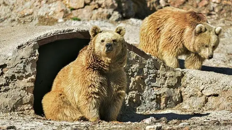 'Elle beslenen ayıların davranışları tamamen değişir, bu durum ölümcül riskler barındırır'