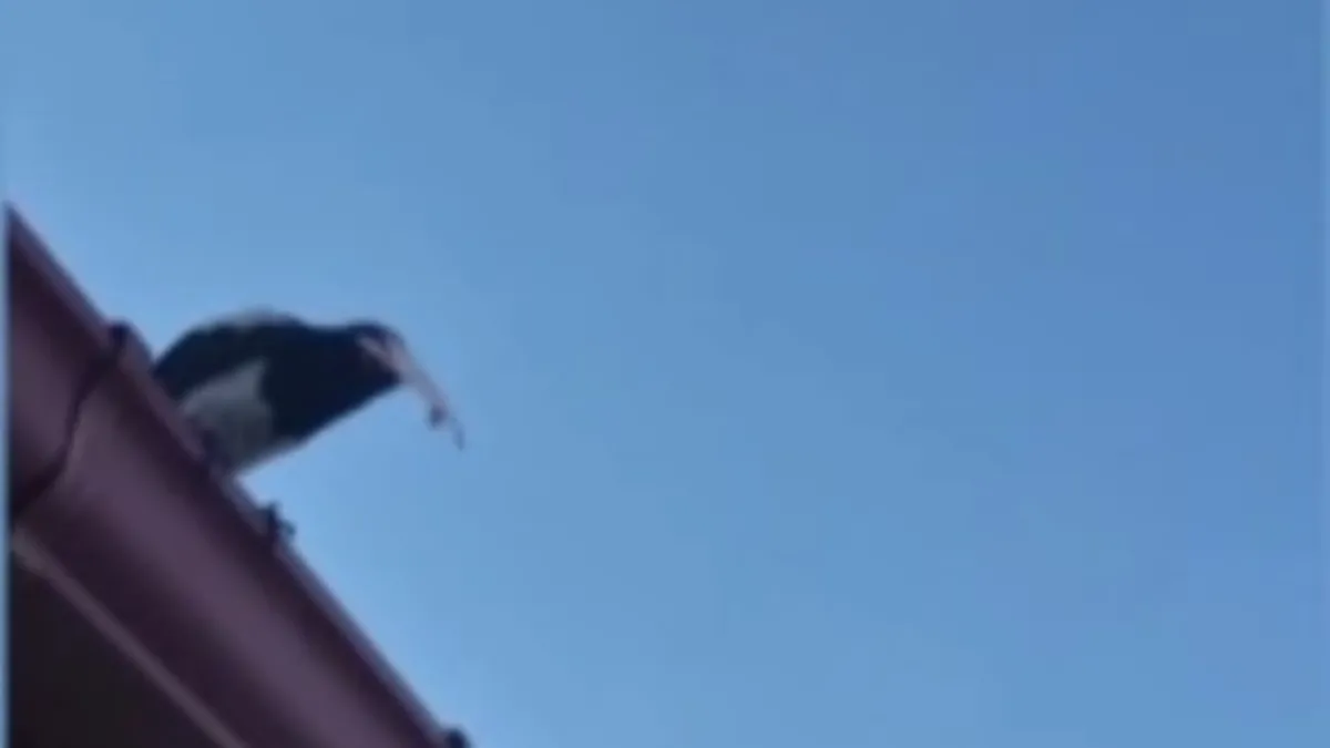 Karganın akılalmaz hırsızlığı! Masadaki parayı böyle çaldı