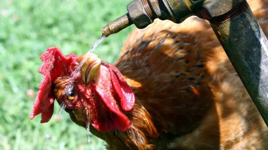 Fransa'da aşırı sıcak hava nedeniyle 6 bin ton kümes hayvanı telef oldu